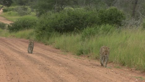 a smooth clip of a leopard mother leading her cub down a dirt road path on south african reserve