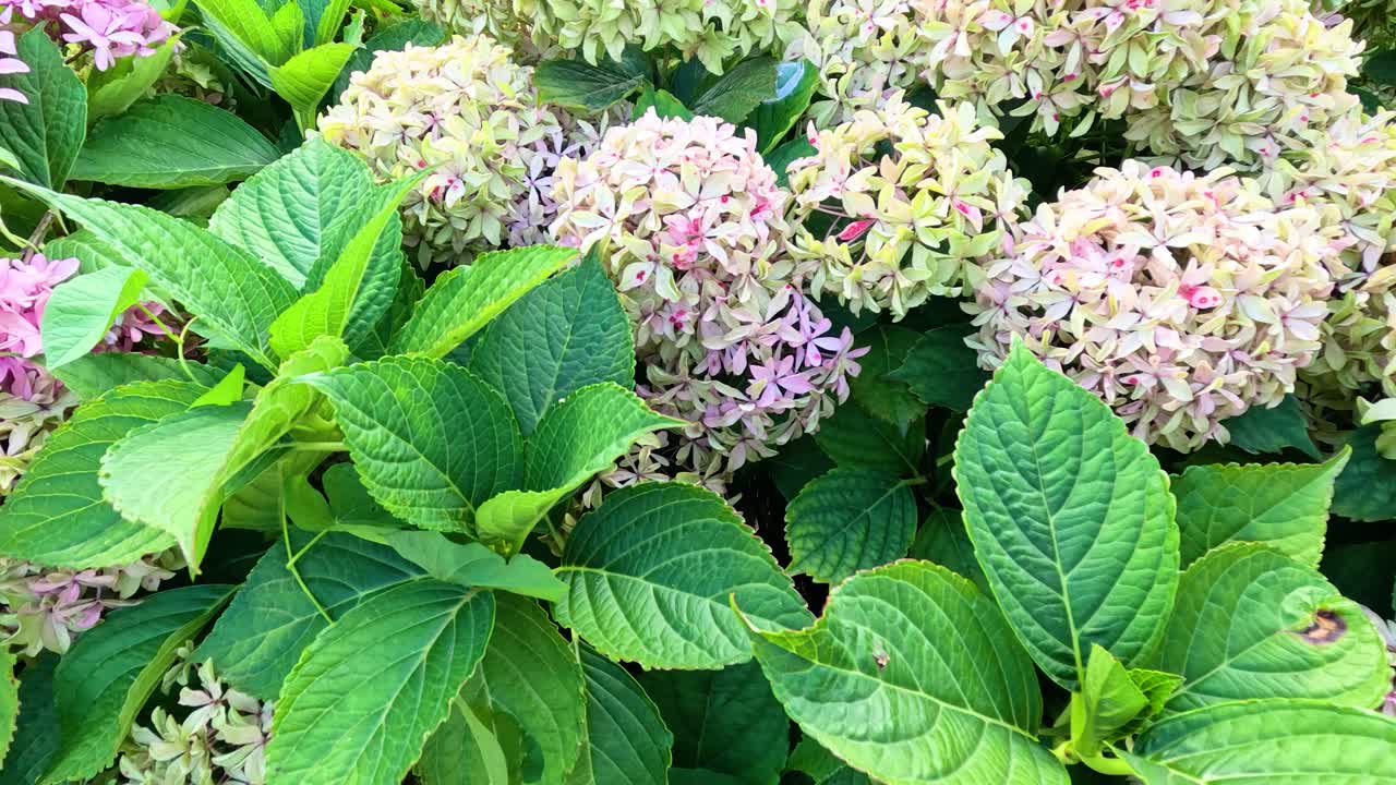 Camera slowly pans across vibrant pink hydrangea flowers and lush green leaves in daylight