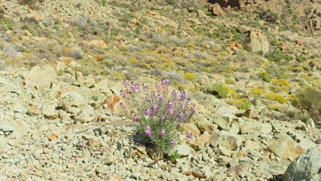 flor de pared púrpura erysimum scoparium que crece en el parque nacional del teide