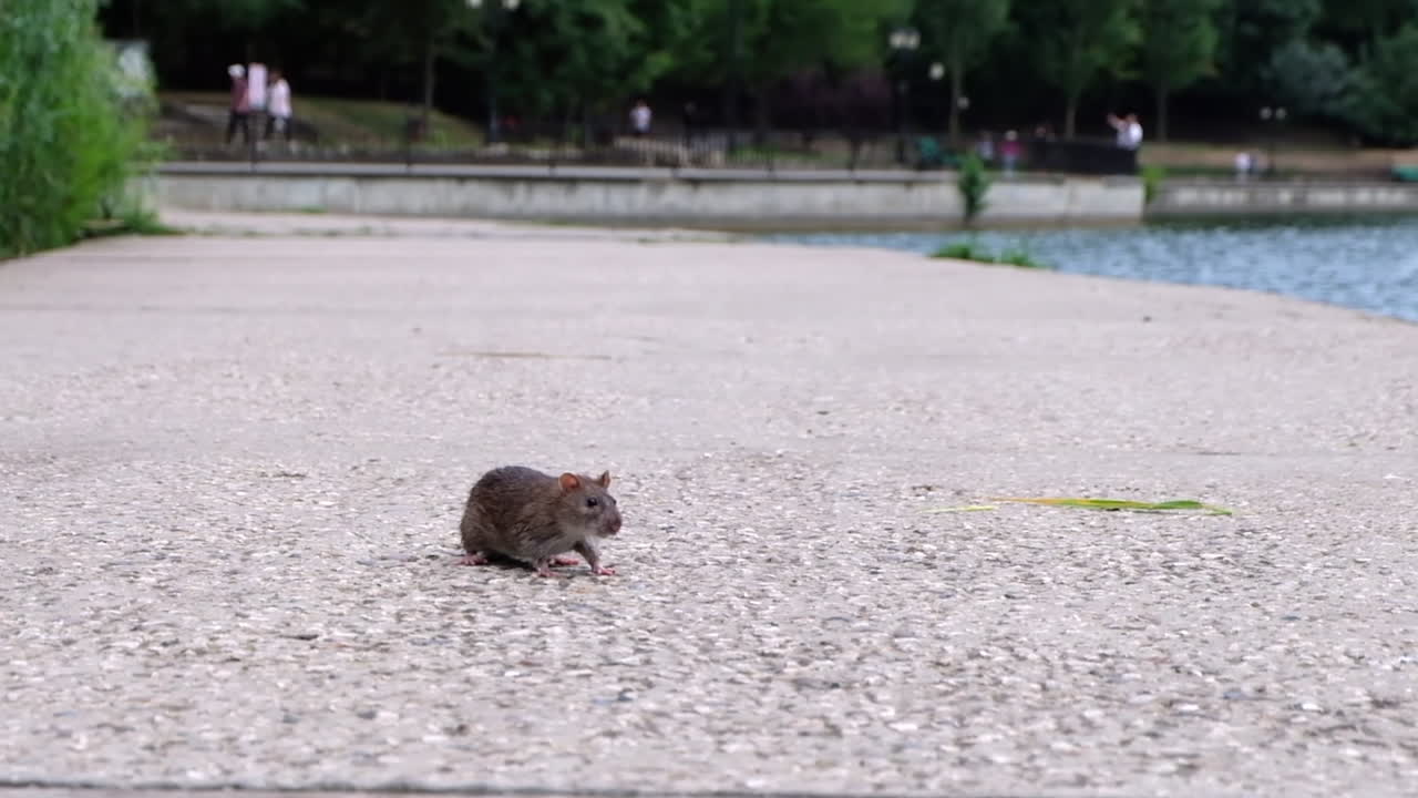 Un topo si muove vicino a un lago in un parco in pieno giorno
