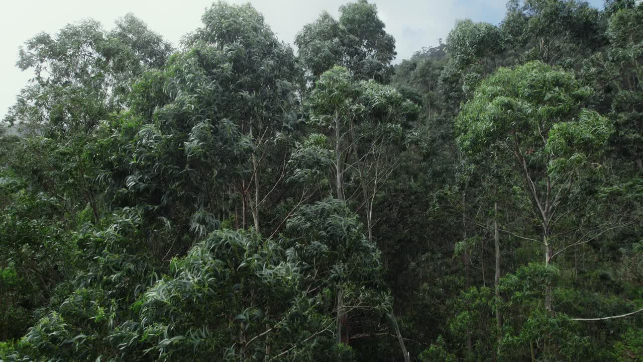 Dense Eucalyptus Forest