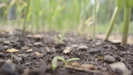 Plantas-De-Ajo-Y-Plántulas-De-Chirivía-Cultivadas-En-Un-Parche-De-Verduras,-Enfoque-En-Rack-A-Nivel-Del-Suelo