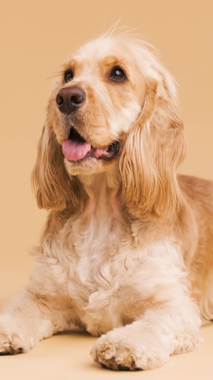 Cute brown English Cocker Spaniel dog resting on floor on beige background