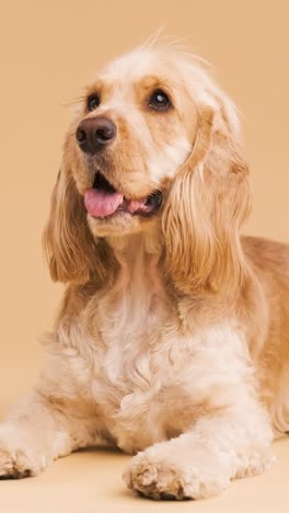 cute brown english cocker spaniel dog resting on floor on beige background