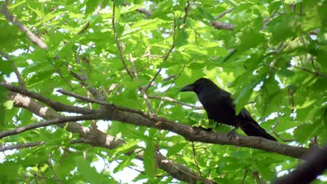 a raven perched on a tree branch calls out and then flies away