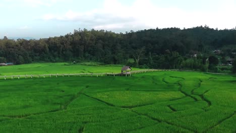 aerial flight over rice fields with bamboo bridge in mountain valley during sunset