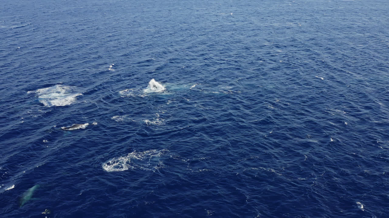 A pod of humpback whales swims in deep blue waters off the coast of Maui, Hawai'i during mating season