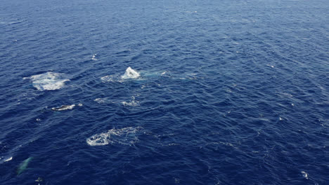 Eine-Herde-Buckelwale-Schwimmt-Während-Der-Paarungszeit-Im-Tiefblauen-Wasser-Vor-Der-Küste-Von-Maui,-Hawaii