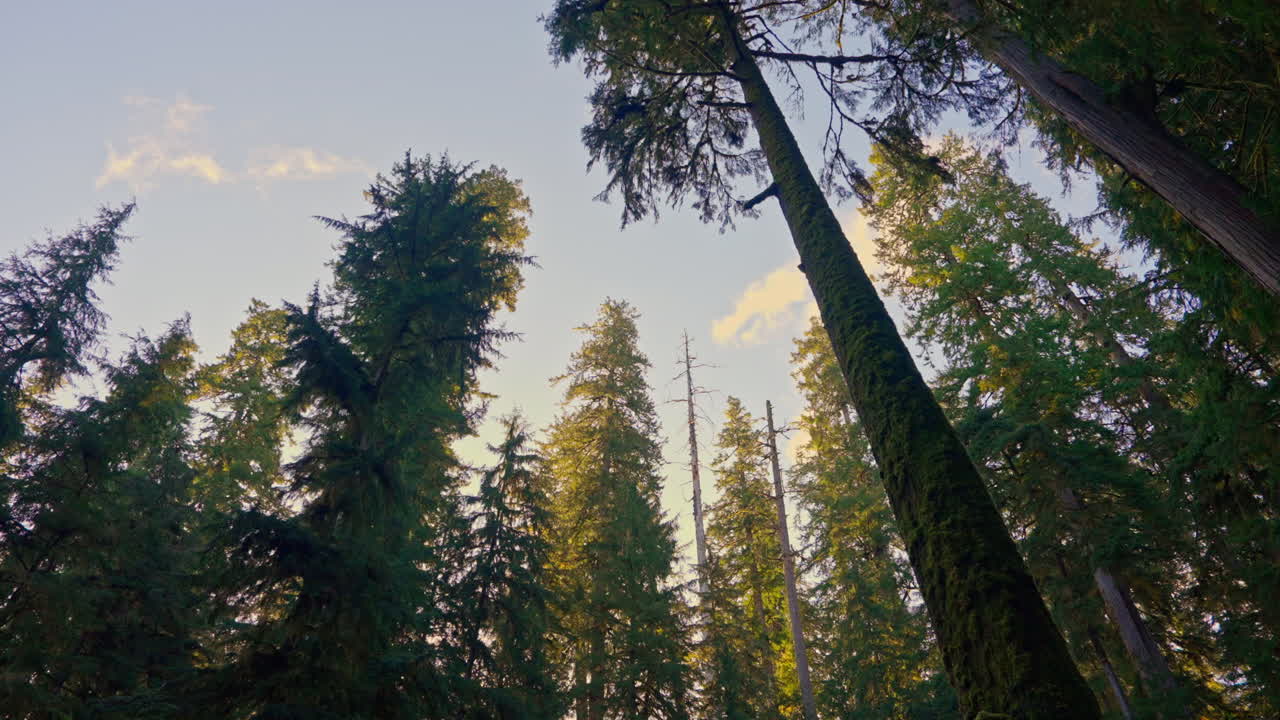 Esplora la foresta nell'Olympic National Park, circondato da alberi rigogliosi, muschio e natura selvaggia e serena. Ideale per filmati naturalistici, escursionistici e paesaggistici.