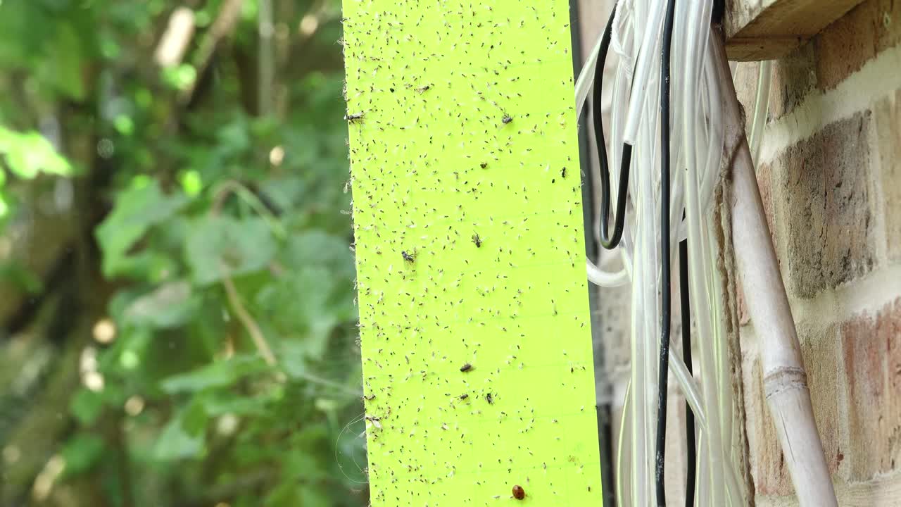 Insects mainly aphids caught on yellow sticky paper