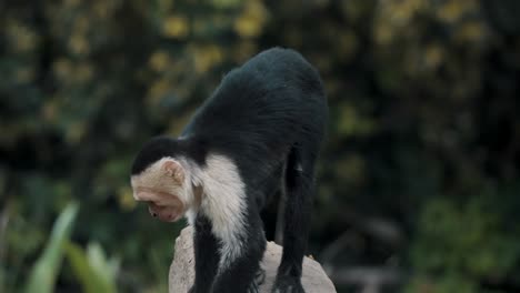 cámara lenta de un mono capuchino joven en la roca que mira alrededor en el bosque