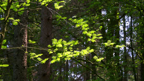 small branch with sunlit leaves against a forest woodland backdrop