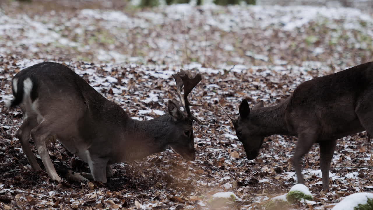 ciervo juvenil juguetón bloquea los cuernos en el país de las maravillas invernal cubierto de nieve del bosque checo