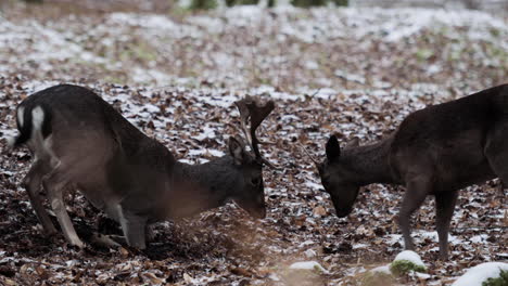 playful juvenile deer lock horns in snowy winter wonderland of czech forest