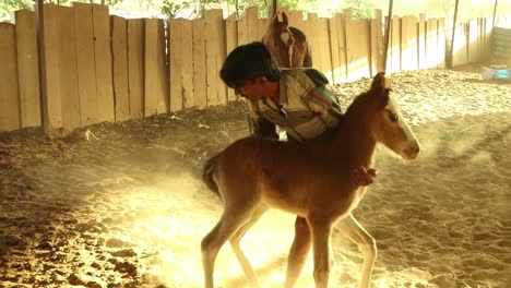 Hombre-Quitándole-El-Potro-A-La-Yegua-En-El-Establo