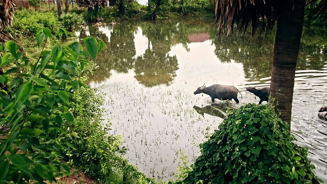 Herd of water buffaloes ( Bubalus bubalis) walking across a pond, candid authentic moment of rural living in Kampot Cambodia