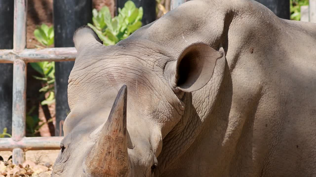 Detailed view of a rhinoceros's head, focusing on its horn and ear, with a metal fence in the background.