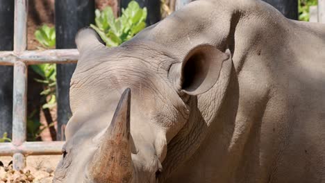 detailed view of a rhinoceros's head, focusing on its horn and ear, with a metal fence in the background.