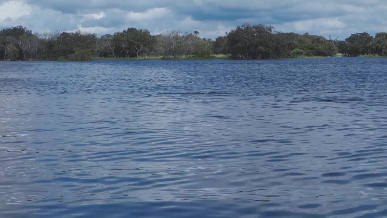 Delfín del Amazonas saliendo a la superficie para respirar en el río Negro en Manaos, Brasil, durante la marea alta
