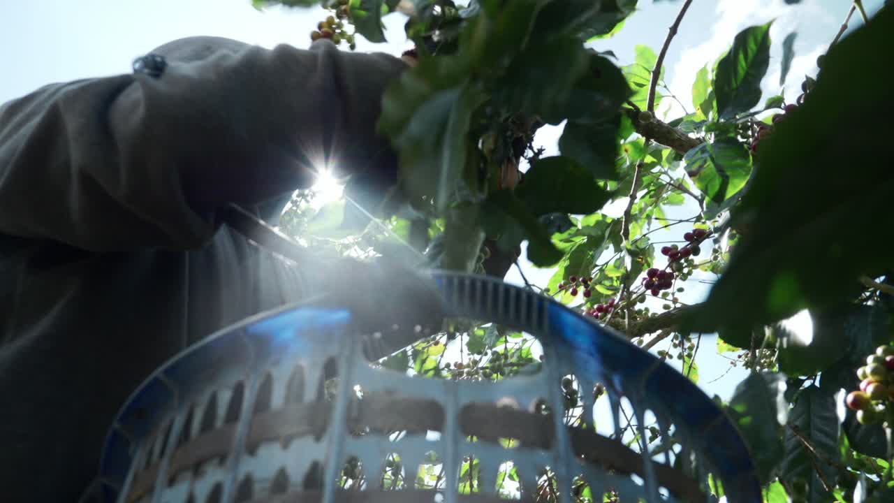 Coffee farm worker with mask on picking fruit from tree in basket
