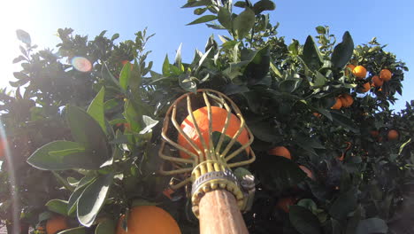 Harvesting-an-orange-fruit-from-it's-tree---close-up-slowmo