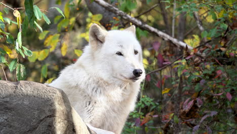 close-up of southern rocky mountain gray wolf resting on top of boulder, sniffing the air, watching and listening in a relaxed manner