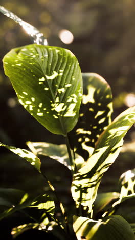 sunlight filtering through tropical plant leaves