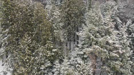 Drone-flight-starting-above-a-wintry-forest-descending-through-the-snow-covered-trees