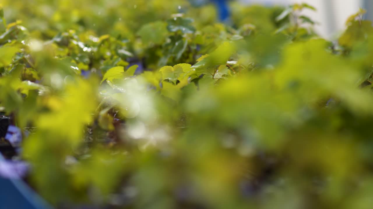 regar pequeñas uvas de vino con una máquina automatizada