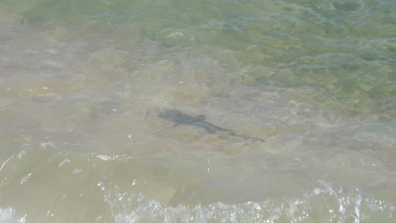 얕은 물에서 수영하는 새끼 블랙팁 암초 상어 새끼