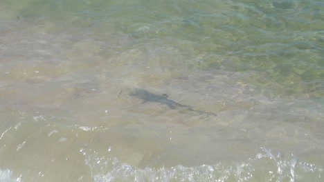 Baby-blacktip-reef-shark-pup-swimming-in-shallow-waters