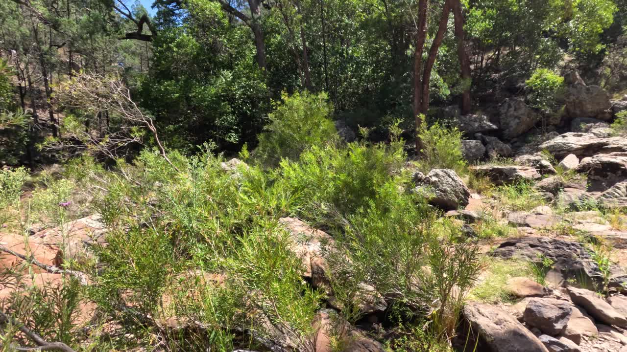 una caminata pacífica en una zona rocosa y boscosa.