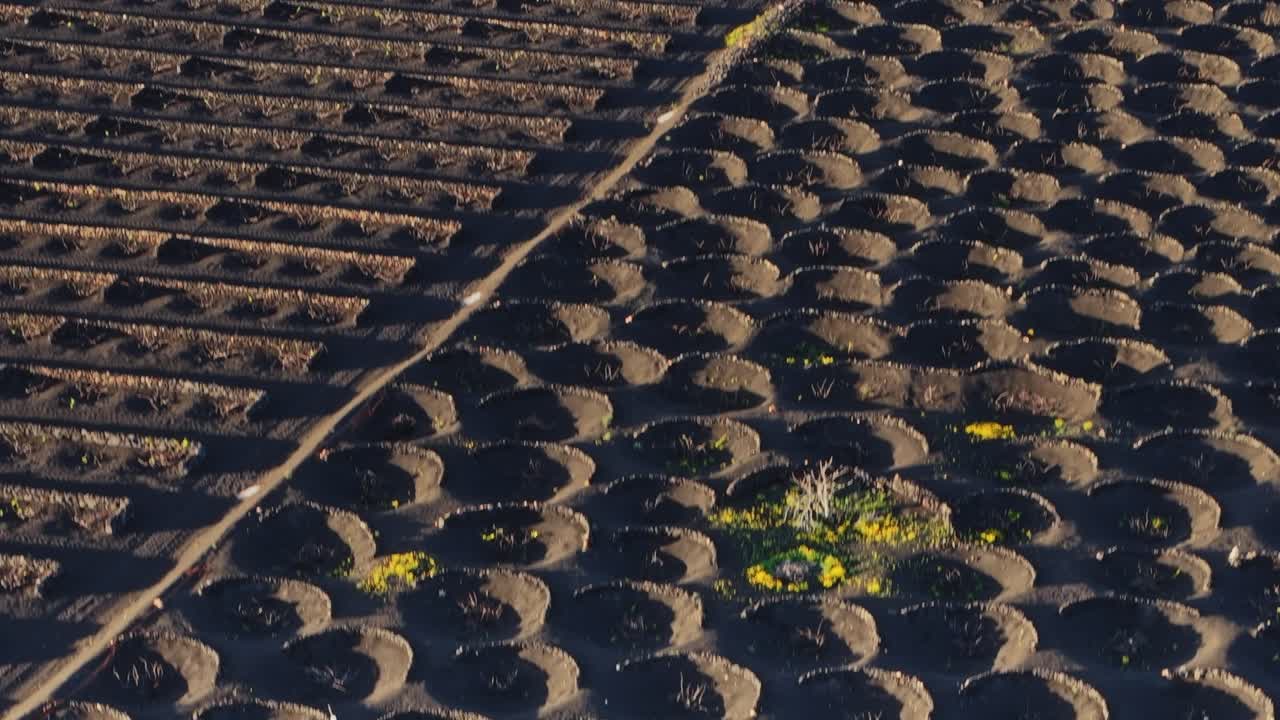 Vineyard in volcanic soil on Lanzarote in Spain with circular plots