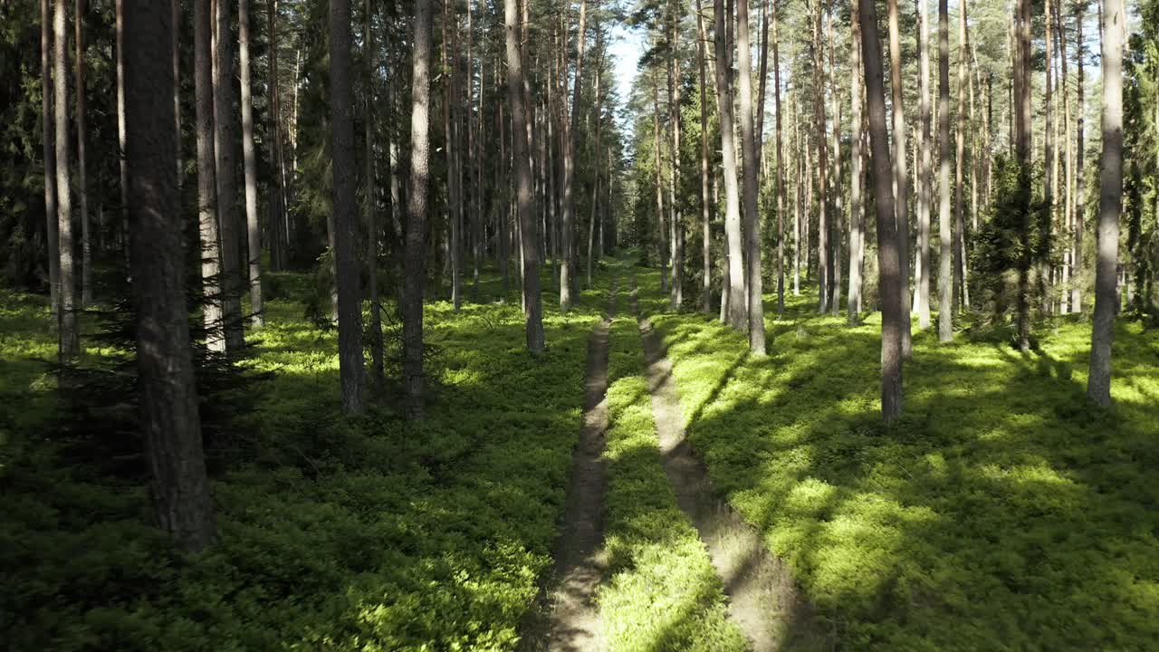 숲길을 따라 낮게 날아다니는 드론