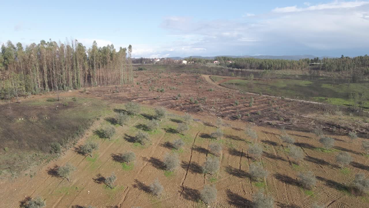 Vista aérea de una nueva plantación de olivos, junto a una plantación de eucaliptos, mostrando el contraste entre los cultivos de olivos y la industria papelera