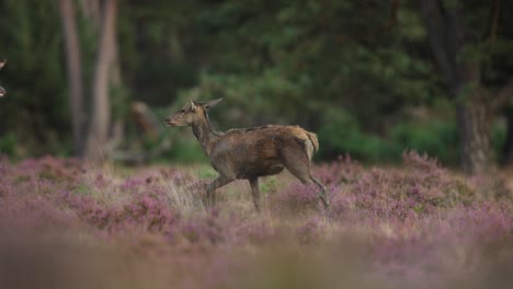 medium following shot of a red deer doe trotting through a small herd most of them wet and covered in mud while standing in a clearing with purple wildflowers