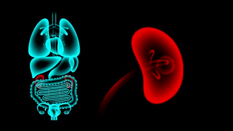 human female organs x-ray set, kidney infection concept idea red color illustration isolated glow in the dark background, seamless looping animation 4k with copy space