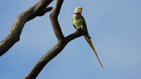 Parrot-enjoying-sunrise-UHD-Mp4-4k-.Video