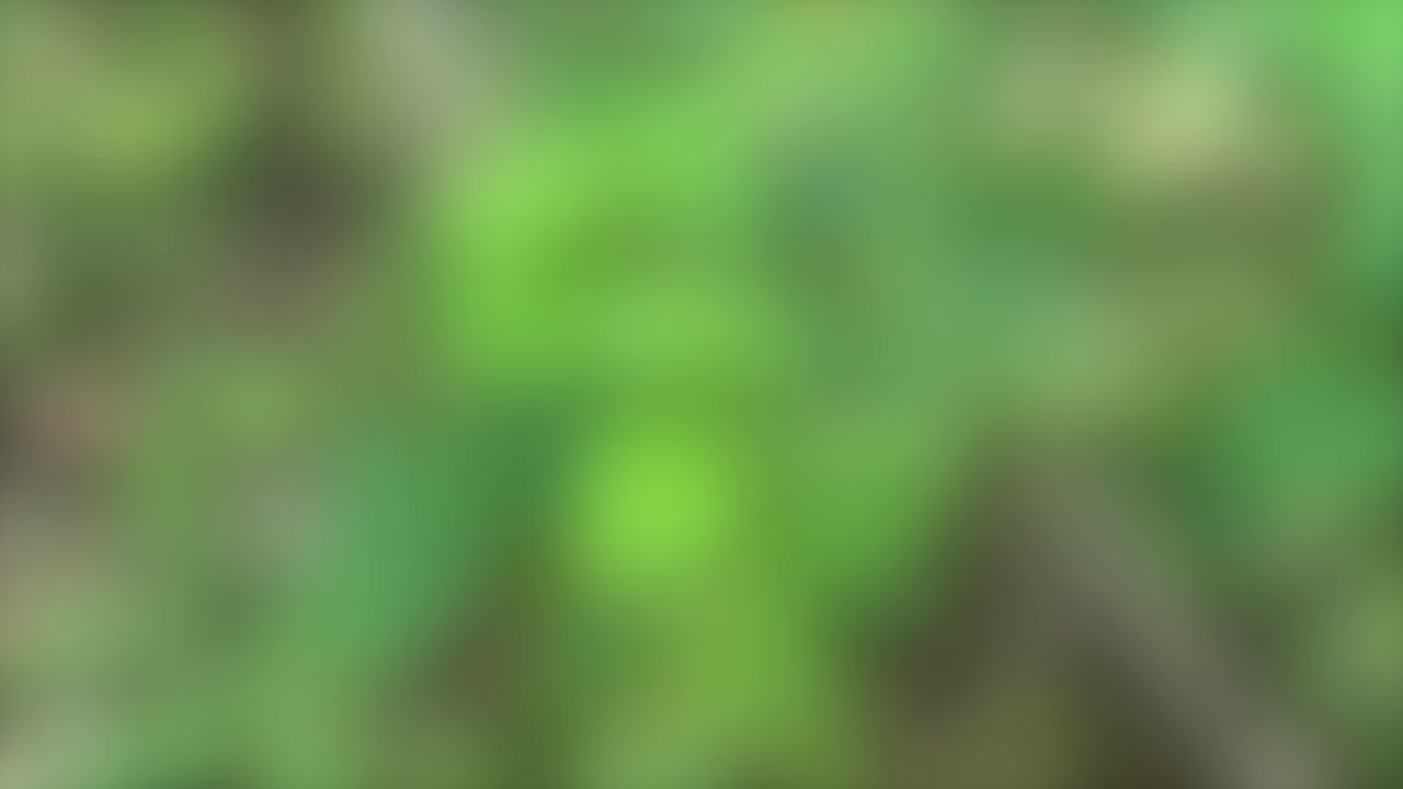 Abstract video of green leaves with a blurred background effect, creating a sense of motion and tranquility