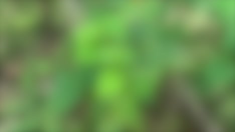 abstract video of green leaves with a blurred background effect, creating a sense of motion and tranquility