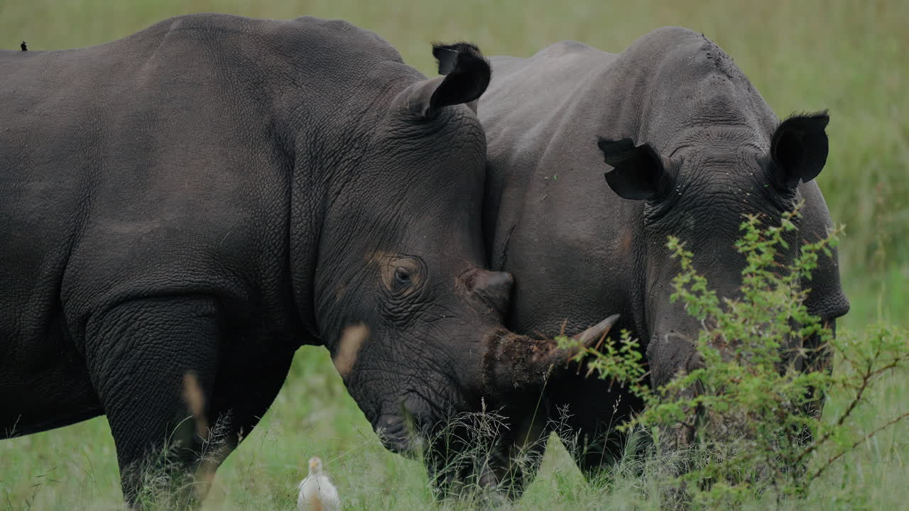 Two White Rhinos in a Grassy Field