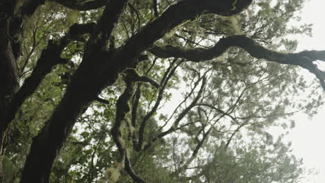 Camera-looks-at-tree-from-the-ground