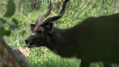 antelope grazing, than raising its head to look around while chewing grass, selective focus shot, with blurred leaves in the foreground