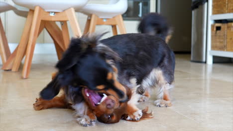 Two-sausage-dogs-play-fighting-in-the-kitchen