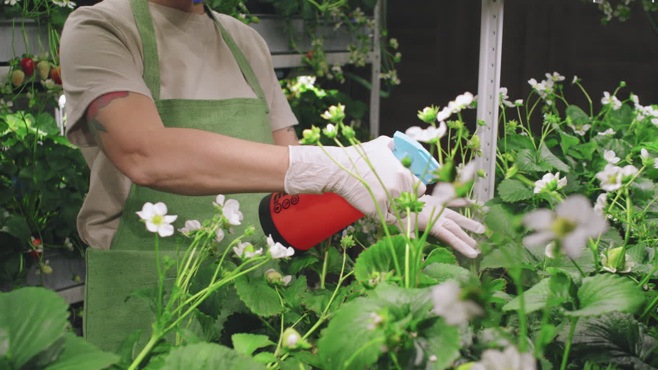 Watering strawberry plants in an indoor garden