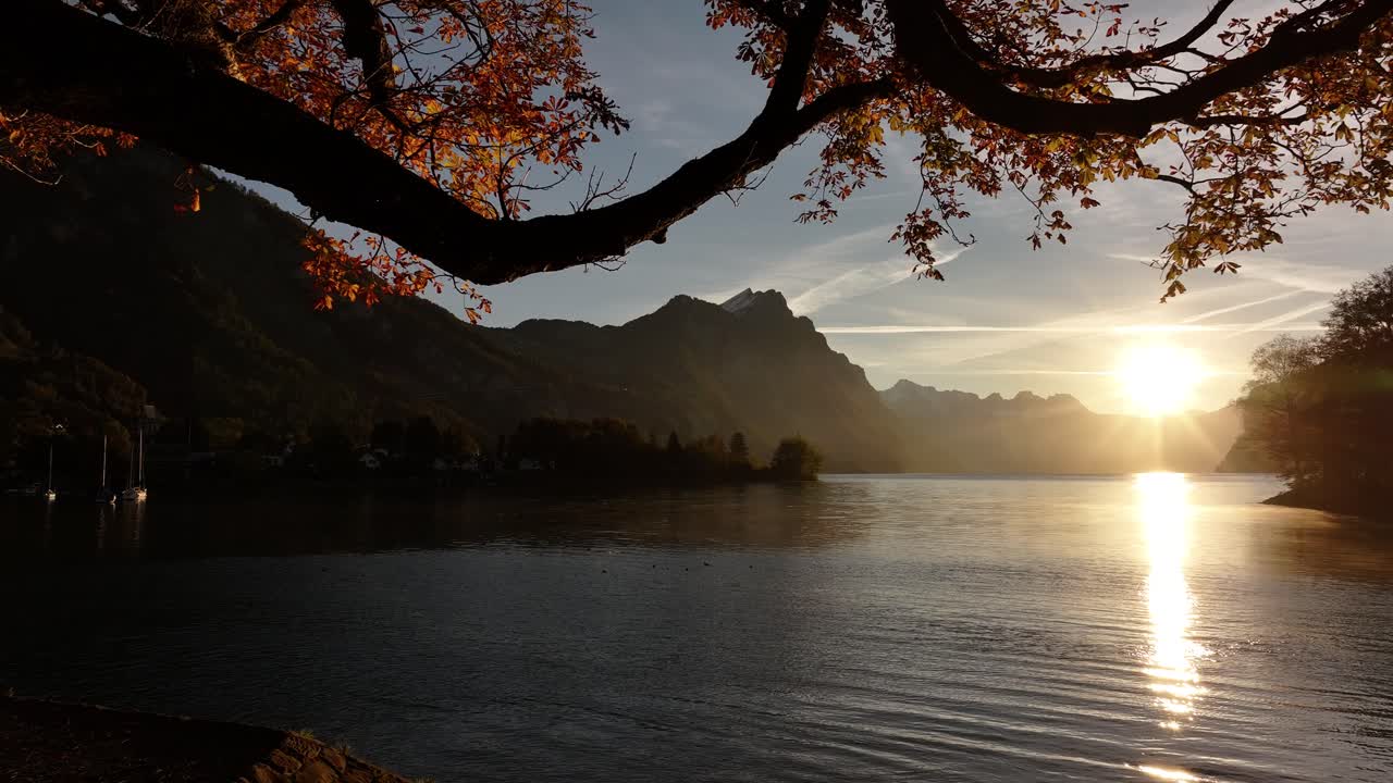 From the morning sun reflecting on lake, drone pulls back through autumn leaves tree at Walensee, Switzerland.