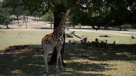 Nahaufnahme-Einer-Giraffe,-Die-Vegetation-In-Zeitlupe-Frisst