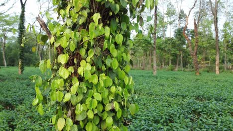 los árboles de chile se cultivan en la sombra de los árboles en el medio de los jardines de té