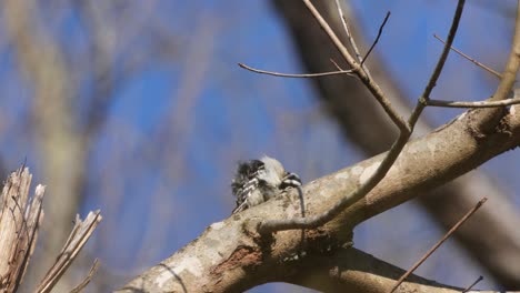 un pájaro carpintero que se arregla en la rama de un árbol
