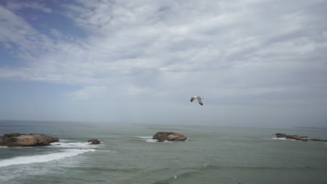 seagull taking off over tranquil ocean against cloudy sky near port city of essaouira, morocco